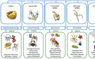 Краткое описание и классификация царства животные Царство животных кратко и понятно