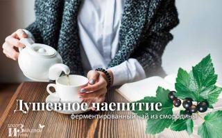 Чай из листьев смородины – укрепляет иммунитет со вкусом