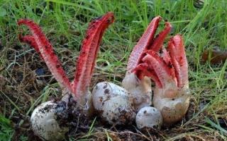 Пальцы дьявола и другие необычные грибы Гриб щупальца дьявола