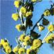 Полынь Горькая (Artemisia absinthium L
