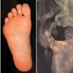 Podobieństwa i różnice między ludźmi i małpami Czym różni się człowiek od goryla