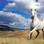 Zašto sanjate konja Tumačenje snova zašto sanjate belog konja?