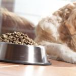 Myositis in dogs: classification, causes and methods of treatment