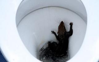 Can a rat get out of the toilet?