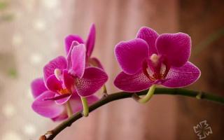Rare and unusual varieties of orchids - description and photos "Hot lips" Psychotria Elata