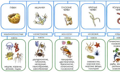 Brief description and classification of the animal kingdom The animal kingdom is brief and clear