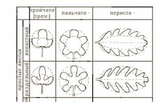 Plant leaf structure, types of leaf blade arrangement, photosynthesis and transpiration
