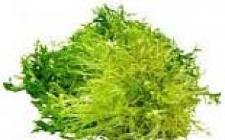 Виды зелёных салатов, листовые и кочанные сорта