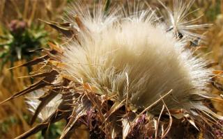 Milk thistle seeds - medicinal properties and contraindications, how to use