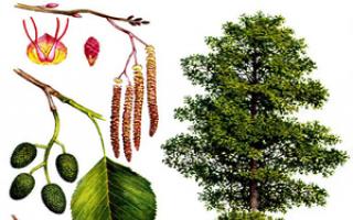 The alder tree is an irreplaceable healer and the primary source of living energy