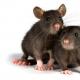 Tumačenje snova: zašto sanja štakor, šta znači vidjeti štakora u snu
