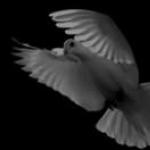 Prečo holubice snívajú: významy v knihách snov Význam sna o holubici