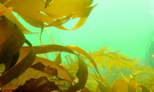 Kalorijski sadržaj morskih algi, prednosti i štete proizvoda