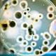 Anaeróby Aeróbne baktérie žijú iba v kyslíkovom prostredí