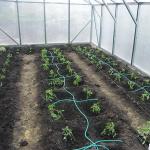 Drip watering in greenhouse: principle of operation, installation and advantages of the system