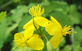 Celandine for acne: the effectiveness of treating facial skin