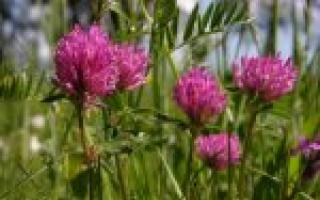 What is useful red clover for women