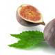 Sušené figy: výhody a škody na tele, ako a koľko jesť, čo lieči bobule