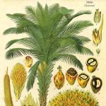 Všetko, čo potrebujete vedieť o palmovom oleji: výhody a škody