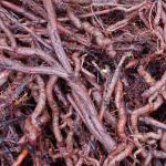 Madder dye extract - instructions for use