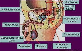 Ljudske muške spolne žlijezde: funkcije, struktura