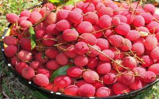 Exotic lychee fruit - fruits, seeds, peel: composition, vitamins, useful properties and contraindications for the body of women, men, children, pregnant women, during breastfeeding