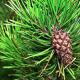 Pine essential oil: properties and uses in traditional medicine
