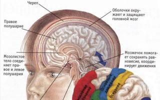 Štruktúra mozgovej kôry a jej funkcie