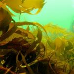 समुद्री शैवाल की कैलोरी सामग्री, उत्पाद के लाभ और हानि