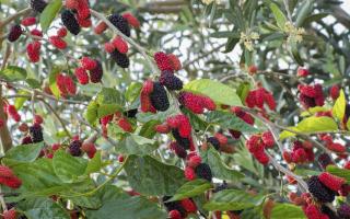 Mulberry tree, it is mulberry: cultivation and main types of mulberry where