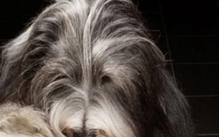 Diarrhea in a dog: home treatment