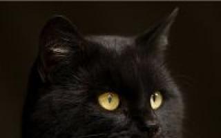 Žena snívala o čiernej mačke: čo to môže znamenať?