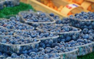 Harvesting blueberries for the winter