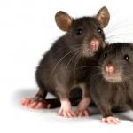 Dream Interpretation: why does the Rat dream, what does it mean to see a Rat in a dream
