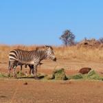 Na kom kontinentu živi zebra