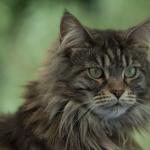 What is maine in wwii. Maine - what is it? Maine Coon health and disease