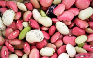 Which contains beans. Red beans. Composition and beneficial properties of red beans