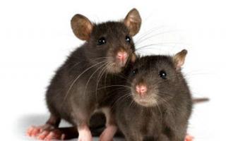 Tumačenje snova: zašto sanja štakor, šta znači vidjeti štakora u snu