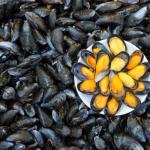 What is useful to mussels in brine for women