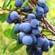 The benefits of berries and their calorie: blueberry blueberry carbohydrates per 100 grams