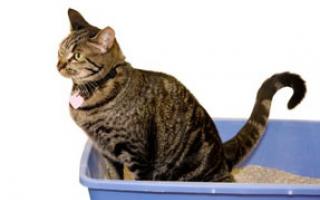 Dlaczego kot ma biegunkę: przyczyny i leczenie Przyczyny biegunki u kotów i metody leczenia