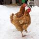 Kako natjerati kokoške da nose jaja zimi