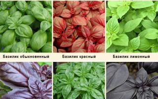 Basil dried - composition, benefit, harm and cooking features