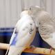 How to breed budgerigars at home