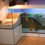 Red-eared turtle: how to care for it at home?