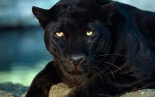 Why do you dream of a black panther attacking?