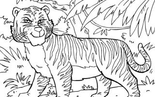 Stranica za bojanje tigra Tigar za bojanje djece za 3 godine