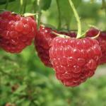Raspberry: Useful and therapeutic properties of raspberries from edema