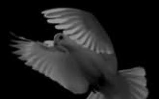 Dlaczego gołębie marzą: znaczenia w książkach o snach Znaczenie snu o gołębicy