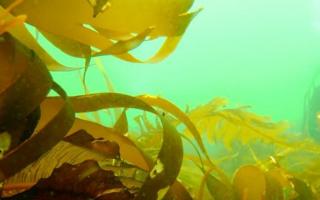 Калорийность морской капусты, польза и вред продукта